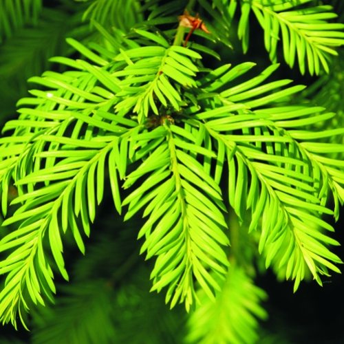 Fitoterapia - A essência das plantas